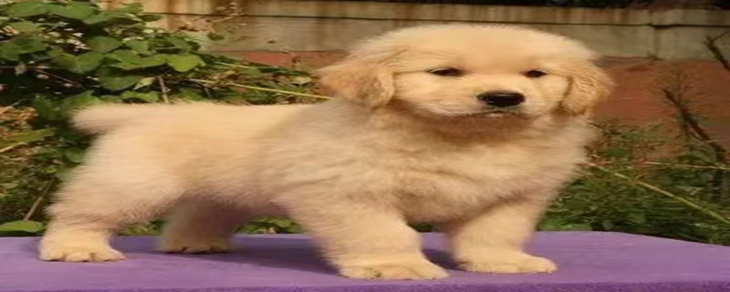 Will the Golden Retriever recognize its owner at 2 months?