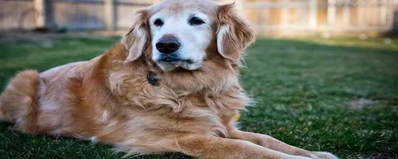 Will a dog given by others recognize its owner?