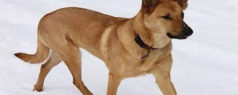 How to raise a chinook dog
