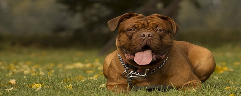 Common sense of maintenance of Bordeaux dogs