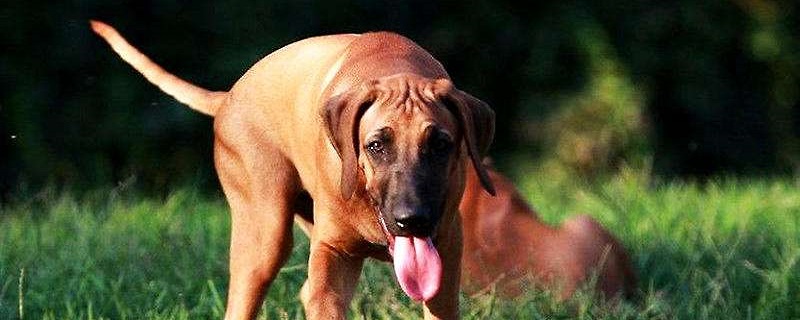 Bloodhound Training Tips