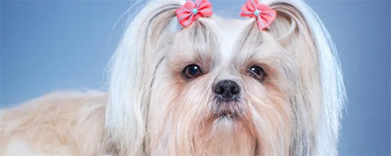 Shih Tzu common diseases