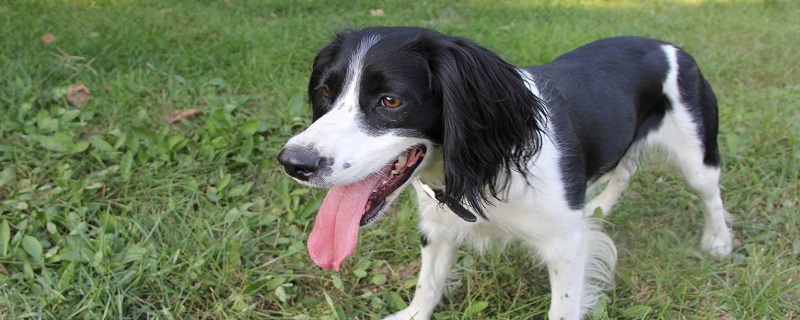 Springer Spaniel Breeding