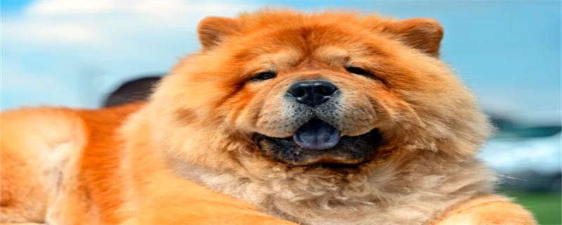 What is the best food for Chow Chow?