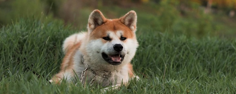 How to choose an Akita dog