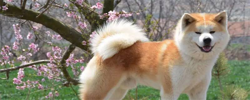 Is Akita dog easy to raise?