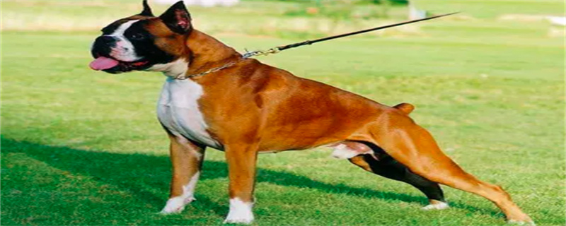 what boxer dogs eat