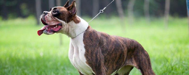 Daily Care of Boxer Dogs