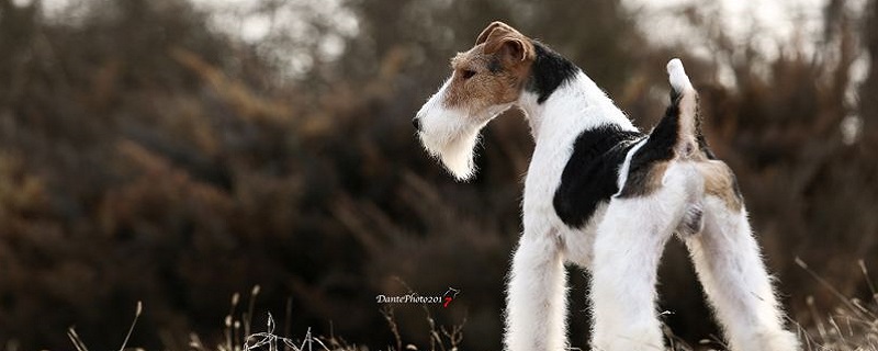 Fox Terrier feeding points