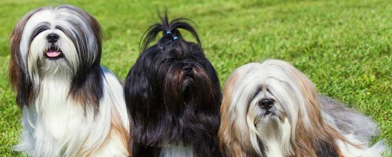 The main points of feeding Lhasa Apsara dogs