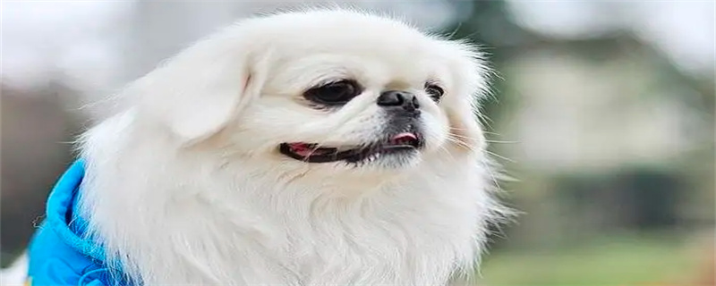 What can't Pekingese eat?