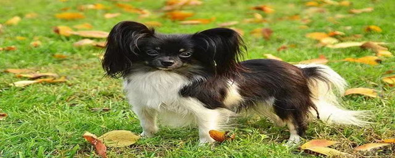 What to do if the Papillon dog has diarrhea