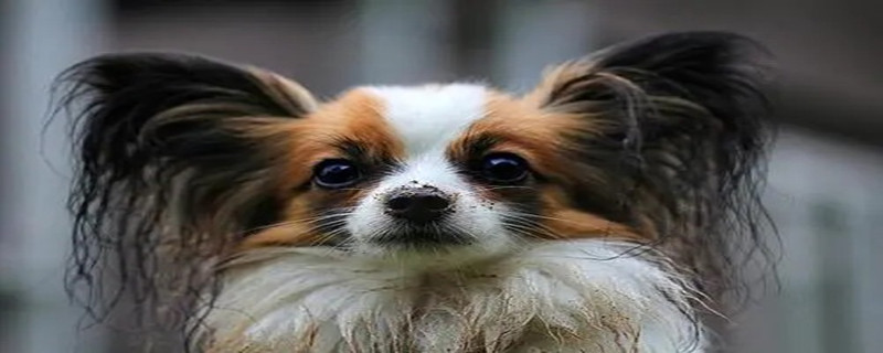 Papillon dog diarrhea how to do