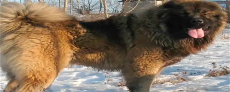 Do Caucasian dogs eat a lot?