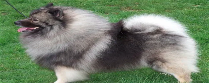 What dog food does the Dutch Keeshond eat?