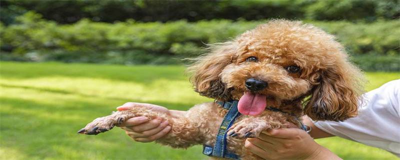 What to do if the poodle has tear stains
