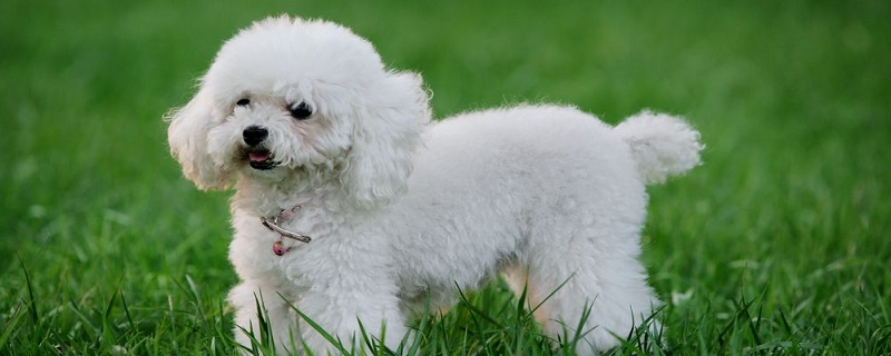 What to do if the poodle has diarrhea