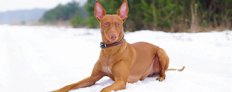 Daily Care of a Pharaoh Hound