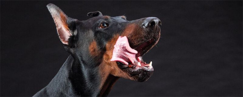 Doberman pinscher what to eat