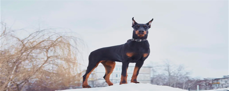 What dog food is good for Doberman pinschers