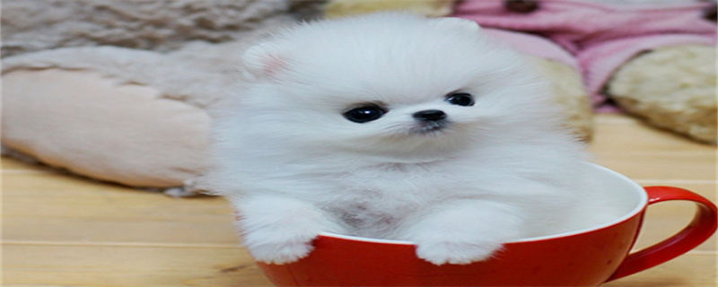 Pomeranian what to eat