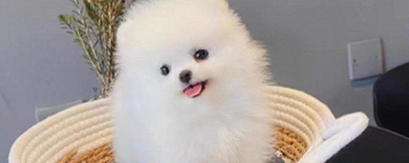 Pomeranian Disadvantages