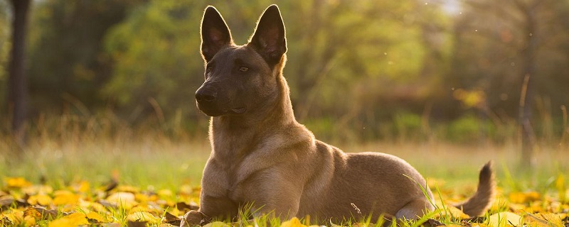 Belgian Malinois Daily Care