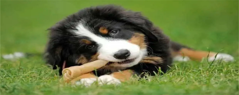 What do Bernese Mountain Dogs eat?
