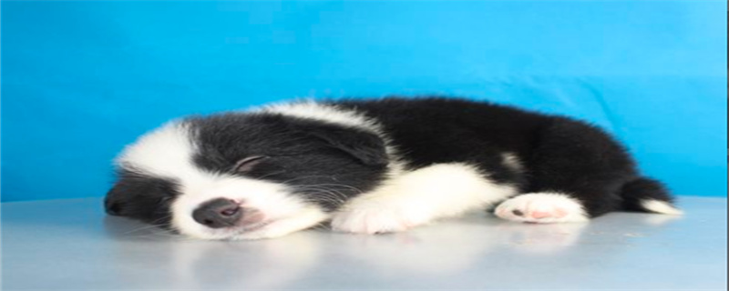 border collie food