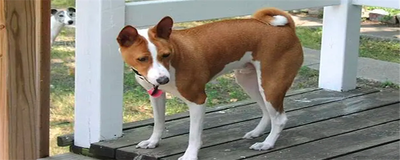 What kind of dog food is good for Basenji dogs?