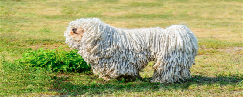 What kind of dog food is good for Puli dogs?