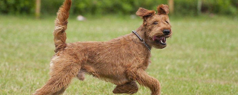 Common sense of maintenance of Irish Terrier