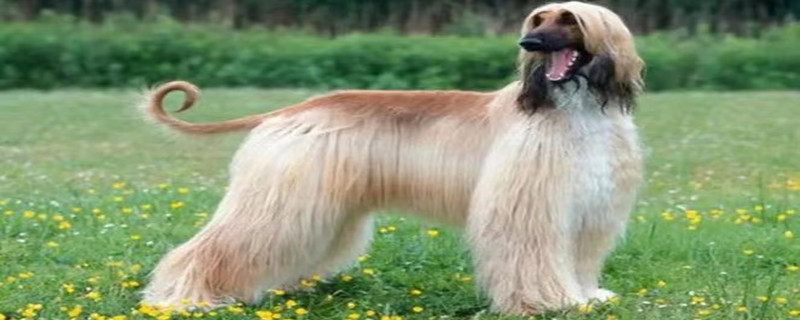 What to do about Afghan Hound diarrhea