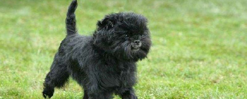 The main points of feeding monkey face dog