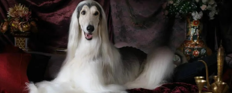 What Do Afghan Hounds Like To Eat?