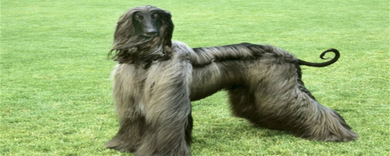 What dog food is good for Afghan Hounds?