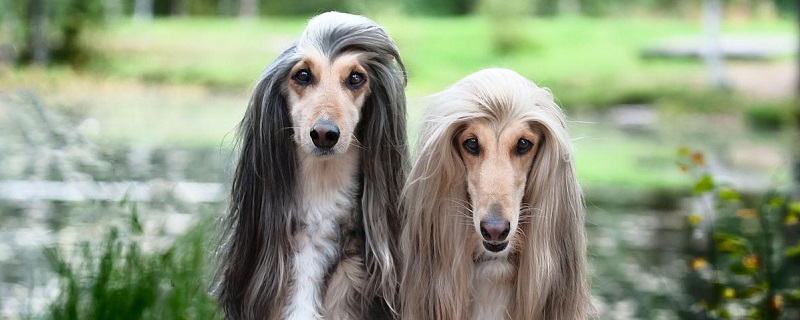 Habits of the Afghan Hound
