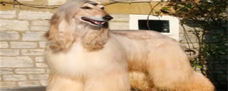 Are Afghan Hounds Smart?