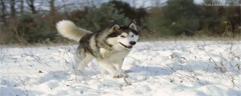 How to bathe Alaskan Malamute