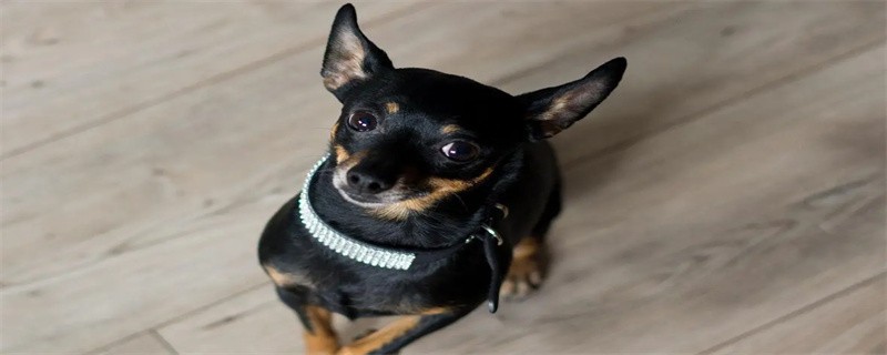 Why is the chihuahua shaking
