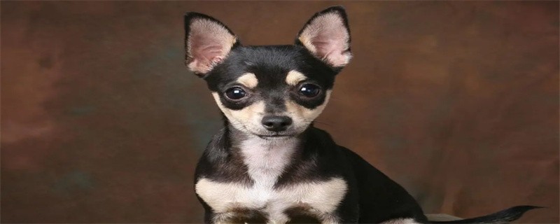 Chihuahua beauty care methods