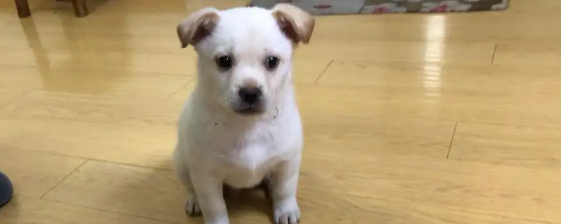 Does a puppy still recognize its owner after being given away for a month?