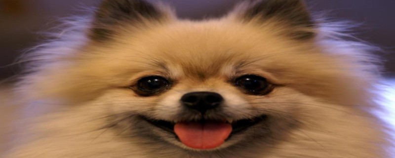 Do Pomeranian dogs recognize their owners through human nature?