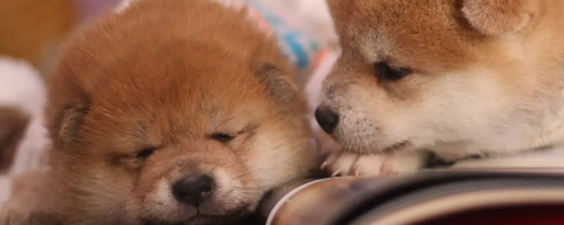 Can a Shiba Inu recognize its owner for a month?