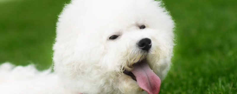 Does Bichon still recognize its owner after three months?