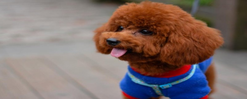 Does the 7-month-old Teddy recognize a new owner?