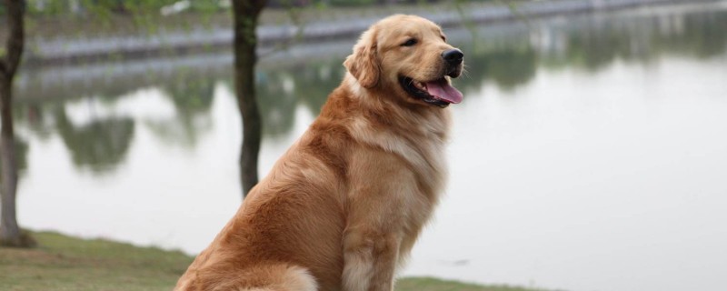 Will the Golden Retriever recognize a new owner at half a year old?
