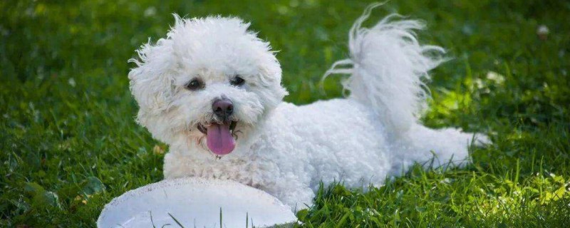 Does the 5-month-old bichon recognize its owner?