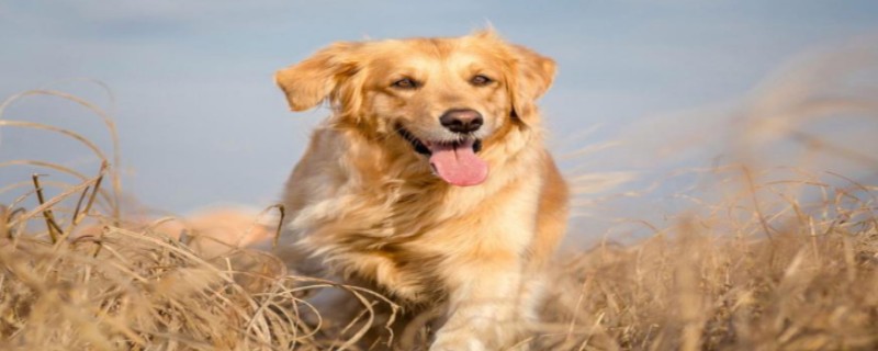 Will the little golden retriever recognize its owner when it grows up?