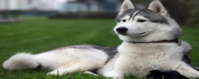 Does a three-year-old dog still recognize its owner?
